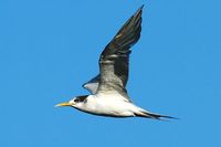 Crested Tern