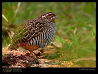 Jungle Bush-Quail - Perdicula asiatica