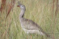 Red-legged Seriema - Cariama cristata