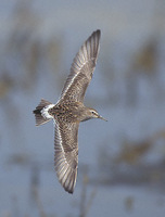 White-rumped Sandpiper (Calidris fuscicollis) photo