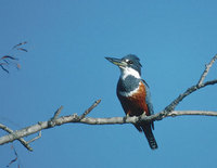 Ringed Kingfisher (Ceryle torquata) photo