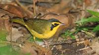 Kentucky Warbler (Oporornis formosus) photo