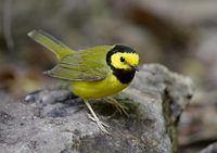 Hooded Warbler (Wilsonia citrina) photo