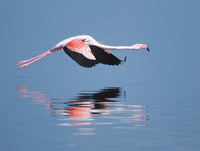 Greater Flamingo (Phoenicopterus ruber) photo