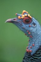 Ocellated Turkey (Agriocharis ocellata) photo