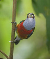 Toucan Barbet (Semnornis ramphastinus) photo