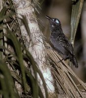 Plumbeous Antbird (Myrmeciza hyperythra) photo