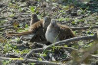 Long-tailed Ground-Dove - Uropelia campestris