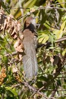 Great Lizard-Cuckoo - Saurothera merlini