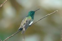 Snowy-bellied Hummingbird - Saucerottia edward