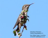 Volcano Hummingbird - Selasphorus flammula