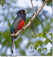 Surucua Trogon - Trogon surrucura