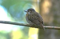 White-whiskered Puffbird - Malacoptila panamensis