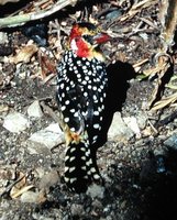 Red-and-yellow Barbet - Trachyphonus erythrocephalus