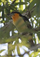 Gilded Barbet - Capito auratus