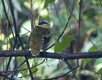 Scaled Fruiteater - Ampelioides tschudii