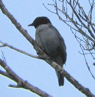 Ashy Cuckoo-shrike - Coracina cinerea