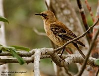 San Cristobal Mockingbird - Nesomimus melanotis