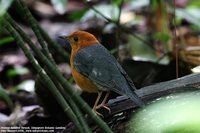 Orange-headed Thrush - Zoothera citrina