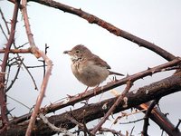 Greater Whitethroat - Sylvia communis