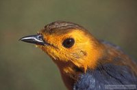 Red-capped Robin-Chat - Cossypha natalensis