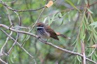 Rufous Fantail - Rhipidura rufifrons