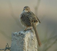 Common Babbler - Turdoides caudatus