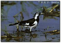 Magpie-lark - Grallina cyanoleuca