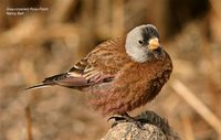 Gray-crowned Rosy-Finch - Leucosticte tephrocotis