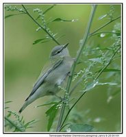 Tennessee Warbler - Vermivora peregrina