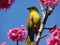 Olive-green Tanager - Orthogonys chloricterus