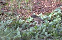 Yellow-bellied Seedeater - Sporophila nigricollis