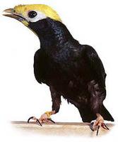 GOLDEN-CRESTED MYNAH