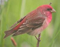 Common Rosefinch