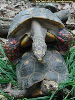 Jabuti, Red-footed tortoise (Geochelone carbonaria)