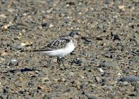 Sanderling at Modesto STP 8/11/05 © 2005 Jim Gain