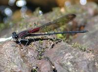 Rubyspot species (FINAL 2); El Triunfo, Chiapas, MX (web).jpg