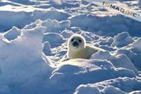 Harp Seal Pup (Phoca groenlandicus) photo