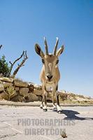 Israel , Mitzpe Ramon , young Nubian Ibex ( Capra ibex nubiana ) facing the camera stock photo