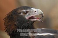 Wedge tailed Eagle ( Aquila audax ) stock photo