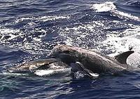 Risso's Dolphin