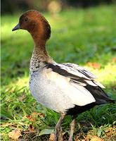 Australian Wood Duck