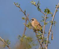 Meadow bunting C20D 02211.jpg