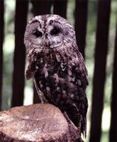 Common name: Tawny Owl; Tawny Wood-Owl