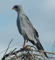 Dark Chanting Goshawk p.60