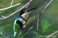 Common Kingfisher Scientific Name - Alcedo atthis