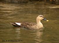 흰뺨검둥오리 Spot-billed Duck   Anas poecilorhyncha