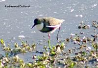 Red-kneed Dotterel