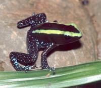 : Phyllobates aurotaenia; K