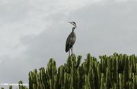 Black-headed Heron (Ardea melanocephala) atop a Euphorbia plant